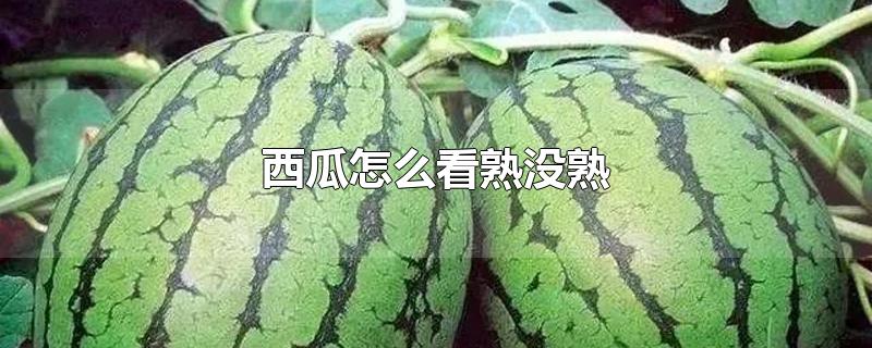 西瓜怎么看熟没熟