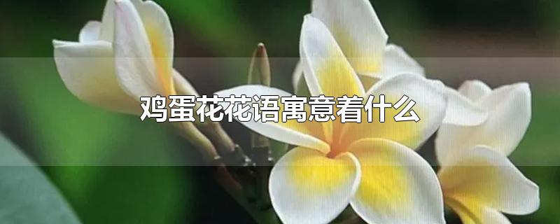 鸡蛋花花语寓意着什么-最新鸡蛋花花语寓意着什么整理解答