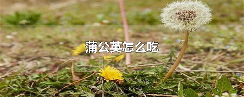 蒲公英怎么吃-最新蒲公英怎么吃整理解答