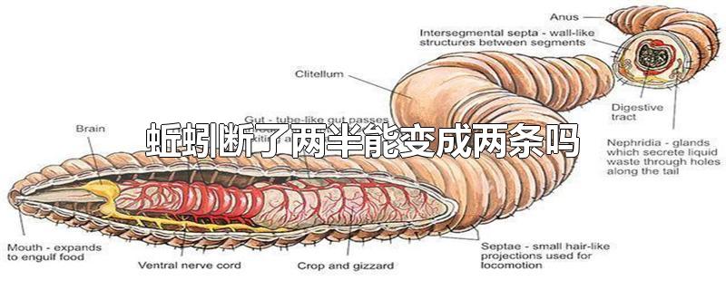 蚯蚓断了两半能变成两条吗-最新蚯蚓断了两半能变成两条吗整理解答