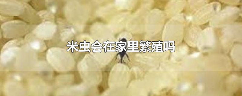 米虫会在家里繁殖吗-最新米虫会在家里繁殖吗整理解答