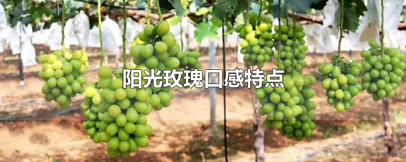 阳光玫瑰口感特点