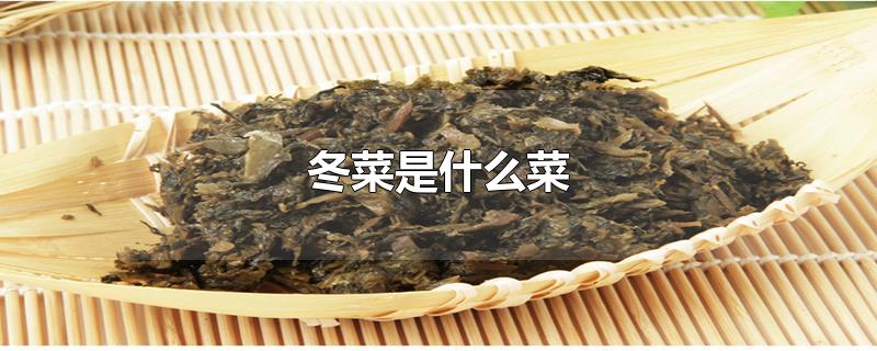 冬菜是什么菜-最新冬菜是什么菜整理解答