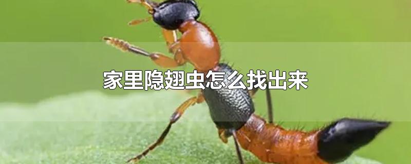 家里隐翅虫怎么找出来