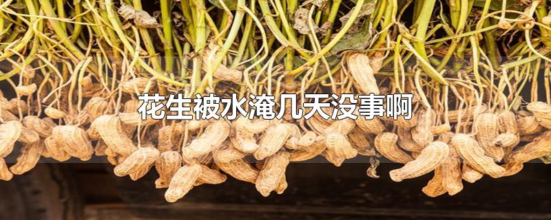 花生被水淹几天没事啊-最新花生被水淹几天没事啊整理解答