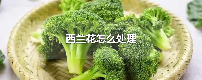 西兰花怎么处理-最新西兰花怎么处理整理解答