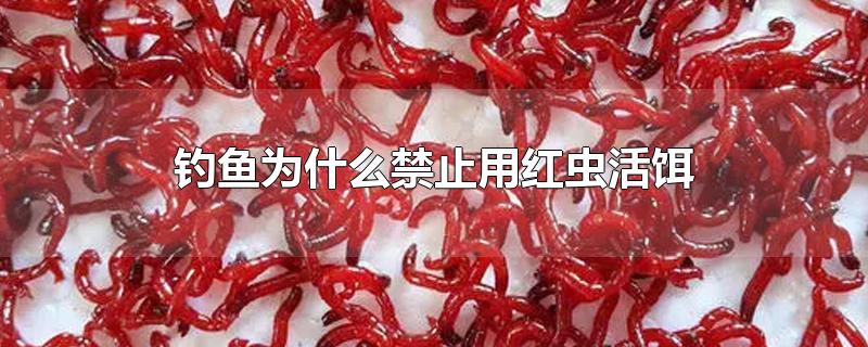 钓鱼为什么禁止用红虫活饵-最新钓鱼为什么禁止用红虫活饵整理解答