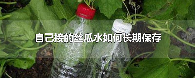 自己接的丝瓜水如何长期保存-最新自己接的丝瓜水如何长期保存整理解答