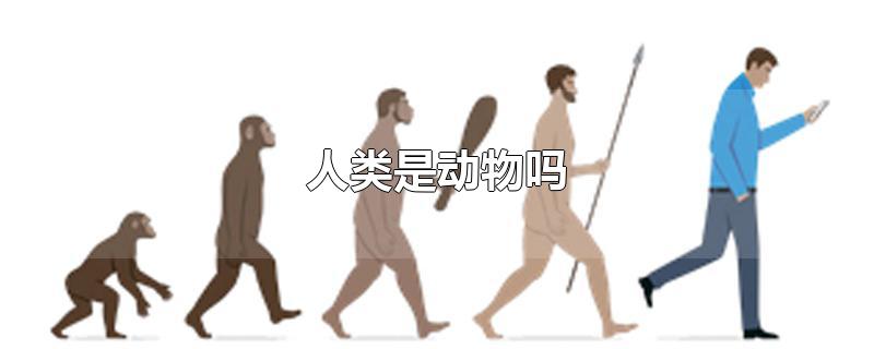 人类是动物吗