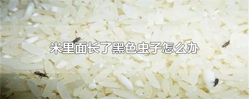 米里面长了黑色虫子怎么办-最新米里面长了黑色虫子怎么办整理解答