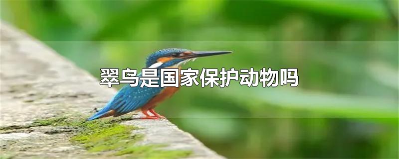 翠鸟是国家保护动物吗-最新翠鸟是国家保护动物吗整理解答