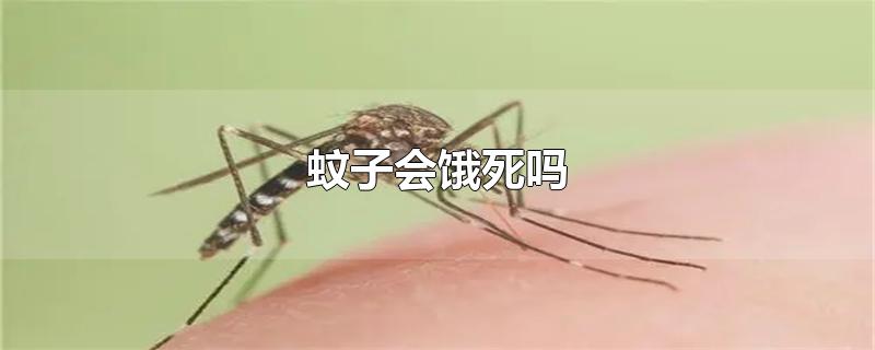 蚊子会饿死吗