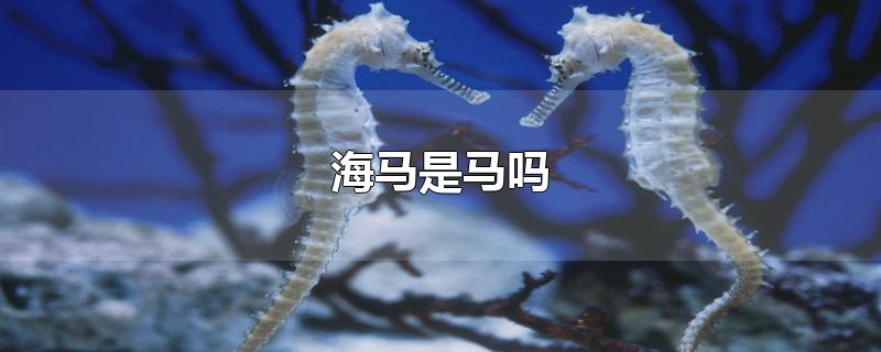 海马是马吗-最新海马是马吗整理解答