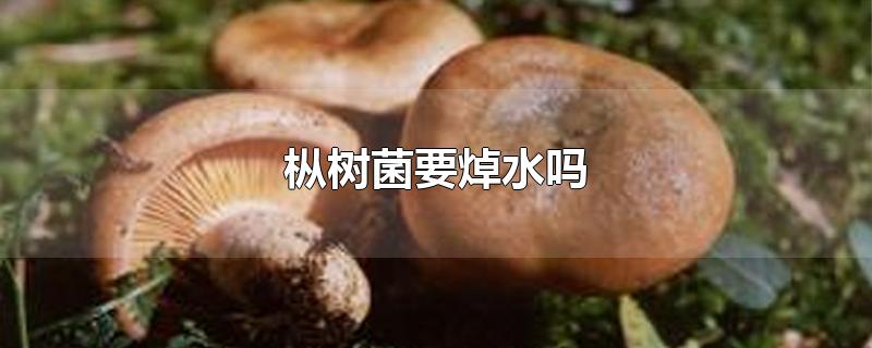 枞树菌要焯水吗-最新枞树菌要焯水吗整理解答