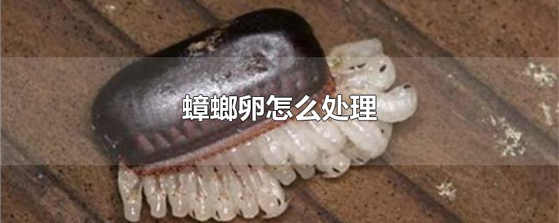 蟑螂卵怎么处理