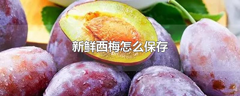 新鲜西梅怎么保存-最新新鲜西梅怎么保存整理解答