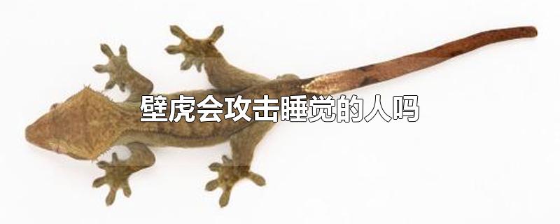 壁虎会攻击睡觉的人吗-最新壁虎会攻击睡觉的人吗整理解答