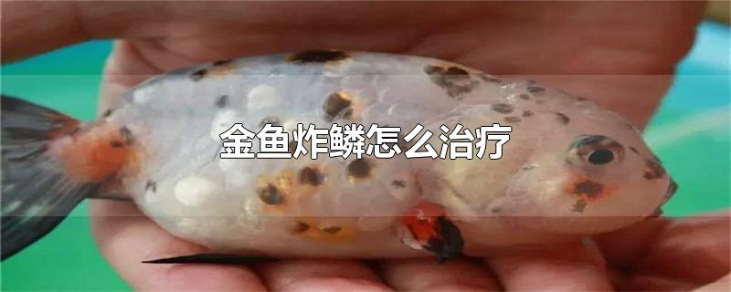 金鱼炸鳞怎么治疗-最新金鱼炸鳞怎么治疗整理解答