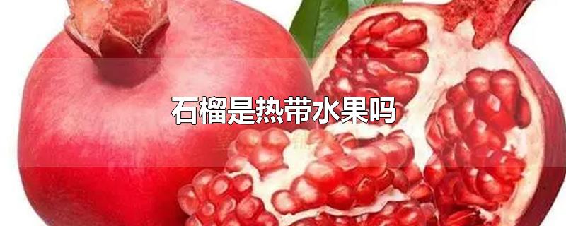 石榴是热带水果吗-最新石榴是热带水果吗整理解答