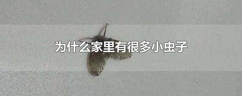 为什么家里有很多小虫子-最新为什么家里有很多小虫子整理解答