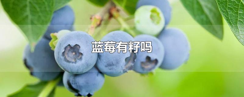 蓝莓有籽吗-最新蓝莓有籽吗整理解答