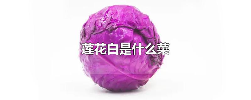 莲花白是什么菜-最新莲花白是什么菜整理解答