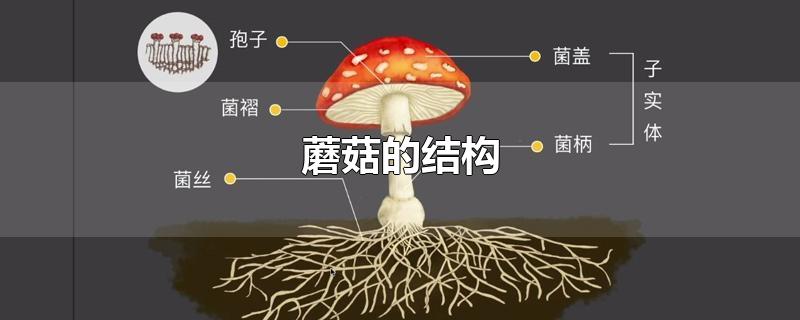 蘑菇的结构-最新蘑菇的结构整理解答