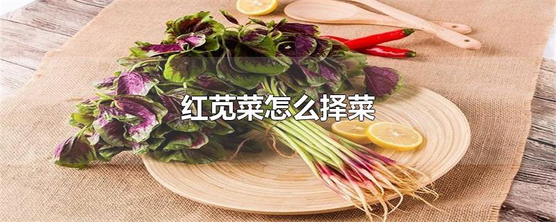 红苋菜怎么择菜-最新红苋菜怎么择菜整理解答