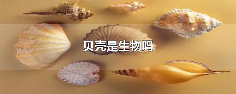 贝壳是生物吗-最新贝壳是生物吗整理解答