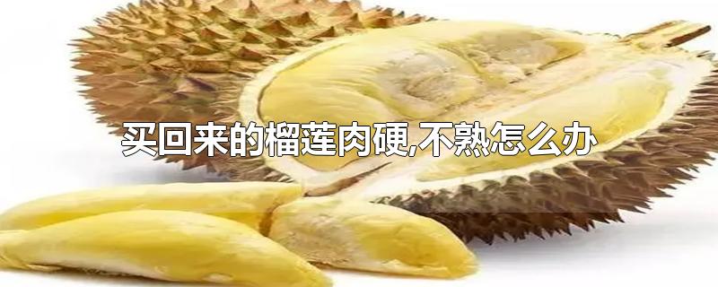 买回来的榴莲肉硬,不熟怎么办