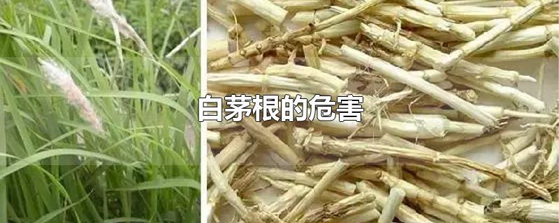 白茅根的危害-最新白茅根的危害整理解答