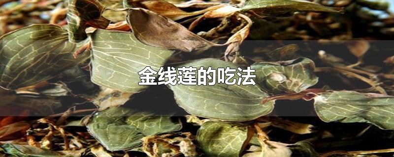 金线莲的吃法-最新金线莲的吃法整理解答