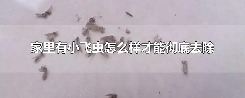 家里有小飞虫怎么样才能彻底去除-最新家里有小飞虫怎么样才能彻底去除整理解答