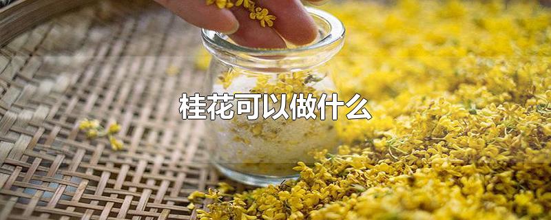 桂花可以做什么-最新桂花可以做什么整理解答