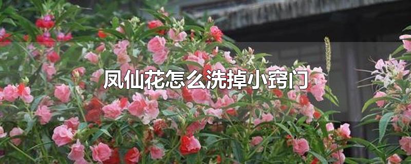 凤仙花怎么洗掉小窍门