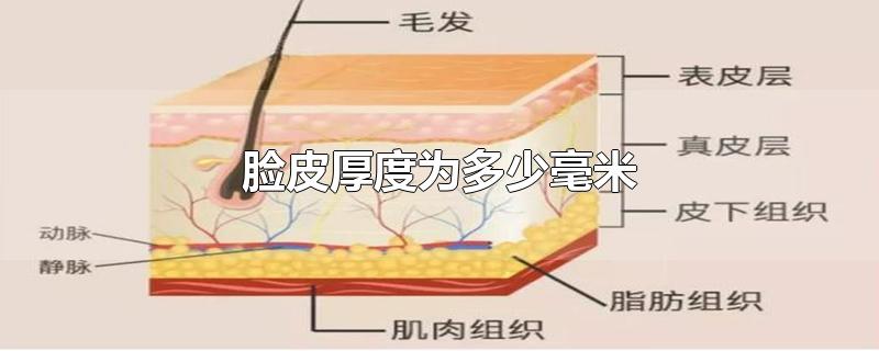 脸皮厚度为多少毫米