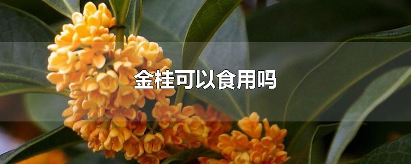 金桂可以食用吗-最新金桂可以食用吗整理解答