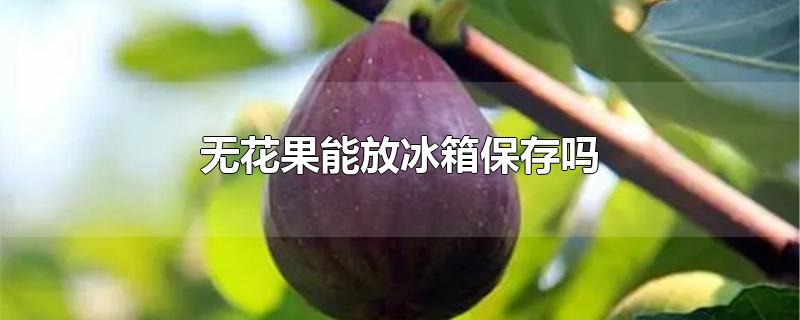 无花果能放冰箱保存吗