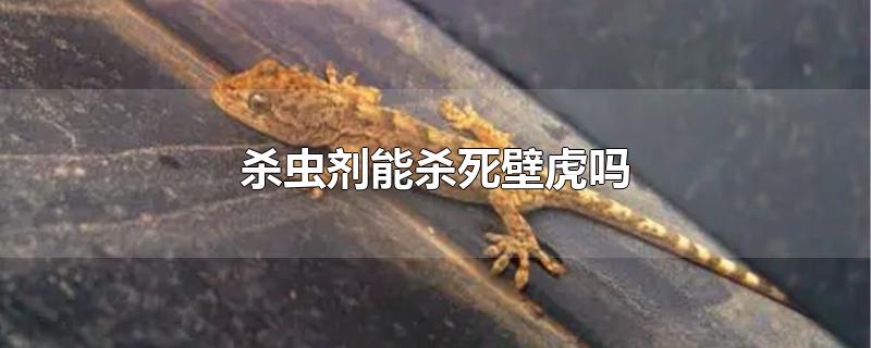 杀虫剂能杀死壁虎吗