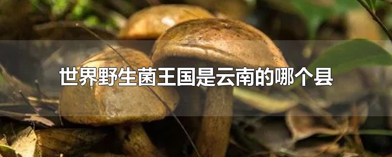 世界野生菌王国是云南的哪个县