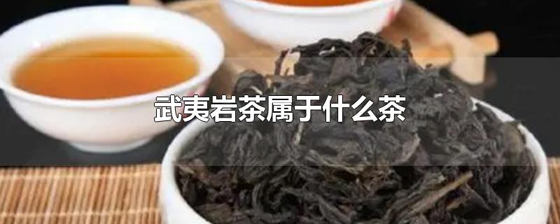 武夷岩茶属于什么茶