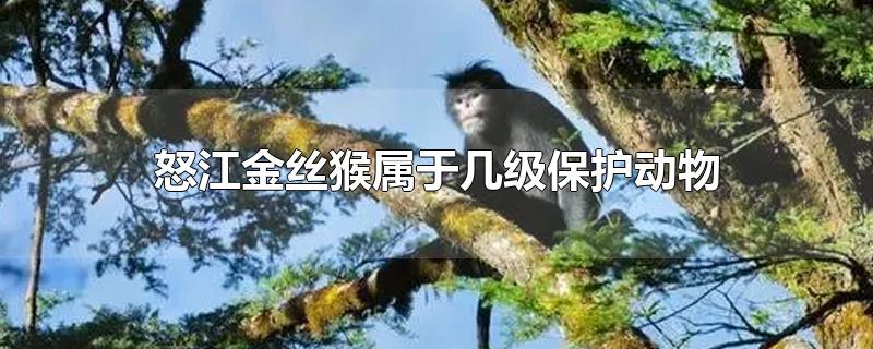 怒江金丝猴属于几级保护动物-最新怒江金丝猴属于几级保护动物整理解答