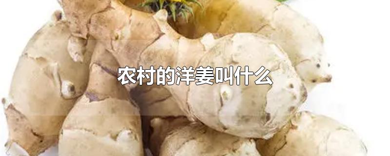 农村的洋姜叫什么-最新农村的洋姜叫什么整理解答