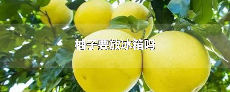 柚子要放冰箱吗-最新柚子要放冰箱吗整理解答