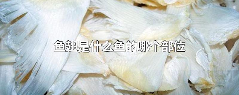 鱼翅是什么鱼的哪个部位-最新鱼翅是什么鱼的哪个部位整理解答