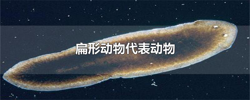 扁形动物代表动物-最新扁形动物代表动物整理解答