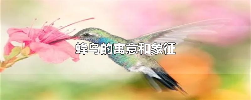 蜂鸟的寓意和象征-最新蜂鸟的寓意和象征整理解答