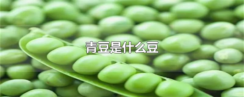 青豆是什么豆-最新青豆是什么豆整理解答