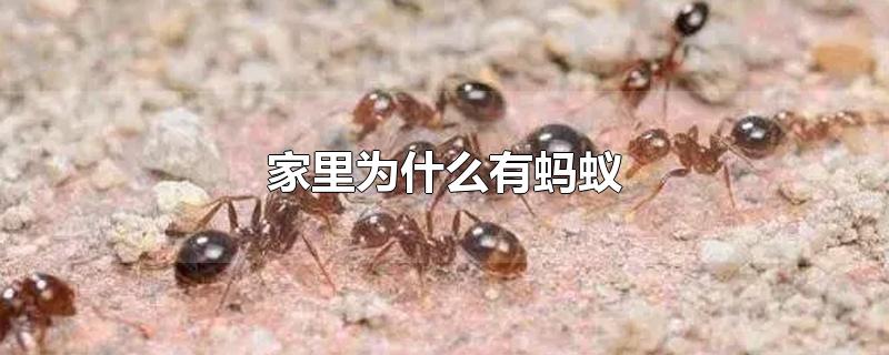 家里为什么有蚂蚁-最新家里为什么有蚂蚁整理解答