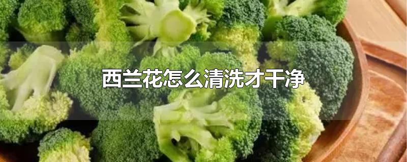 西兰花怎么清洗才干净-最新西兰花怎么清洗才干净整理解答